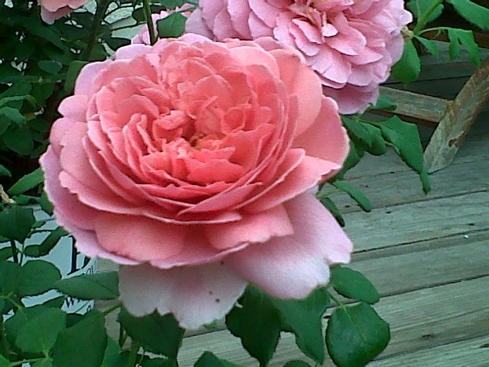 English Rose