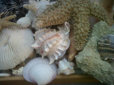 Sea Shells