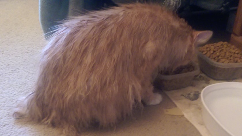 Within minutes of being released from the drying towels he was at the food bowl. Little does he know that the hair dryer is next...