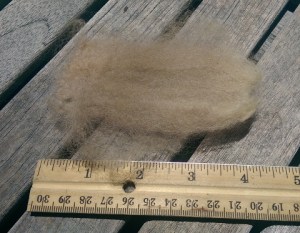 Alpaca lock of fiber