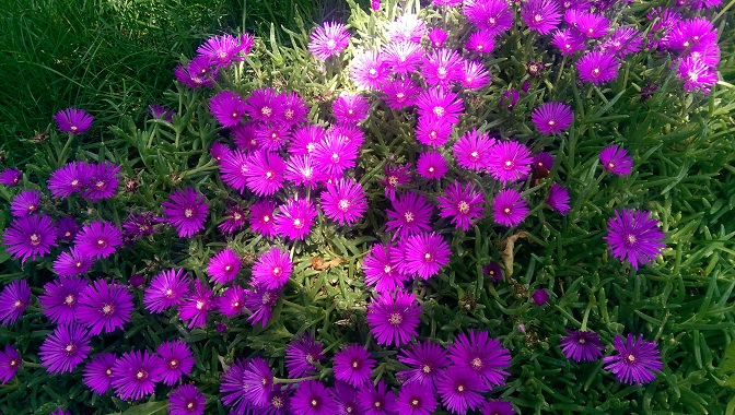 Ice Plant in Bloom.