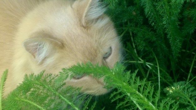 Cat in Yarrow.