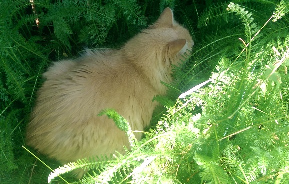 Cat nesting in plants.