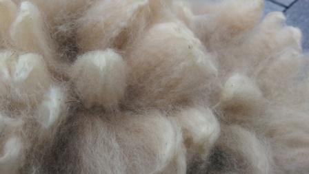 Alpaca fleece