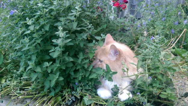 Cat in catmint plant.
