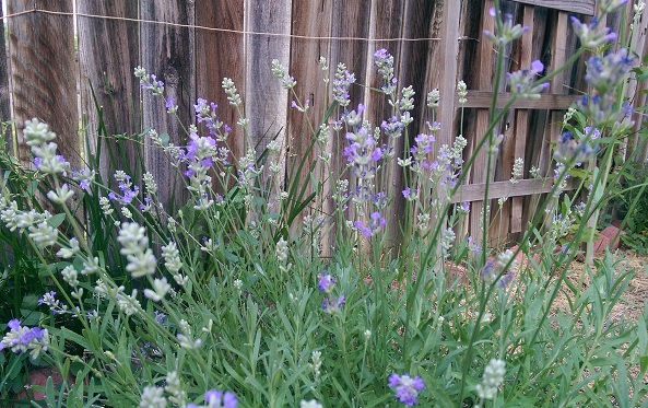 Lavender and invisible fence wire.