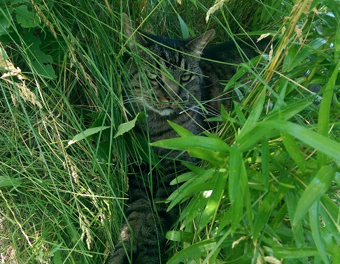 Cat in grass.