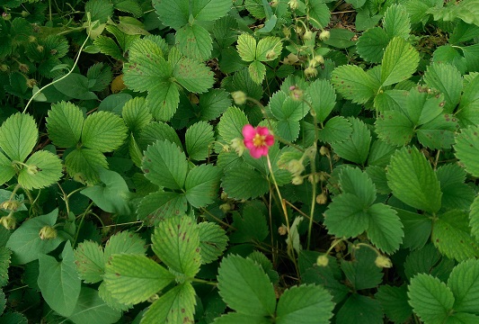Strawberry plants