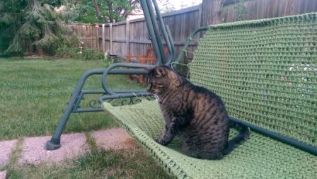 Cat on swing.
