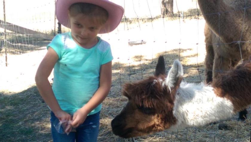 Girl feeding alpaca