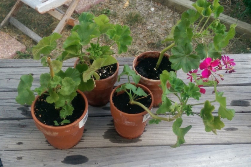Baby geranium plants.