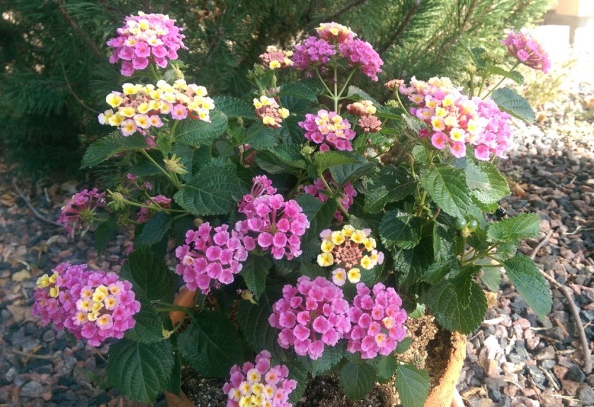 Lantana