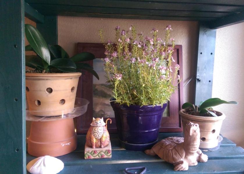 Orchids and blooming plant