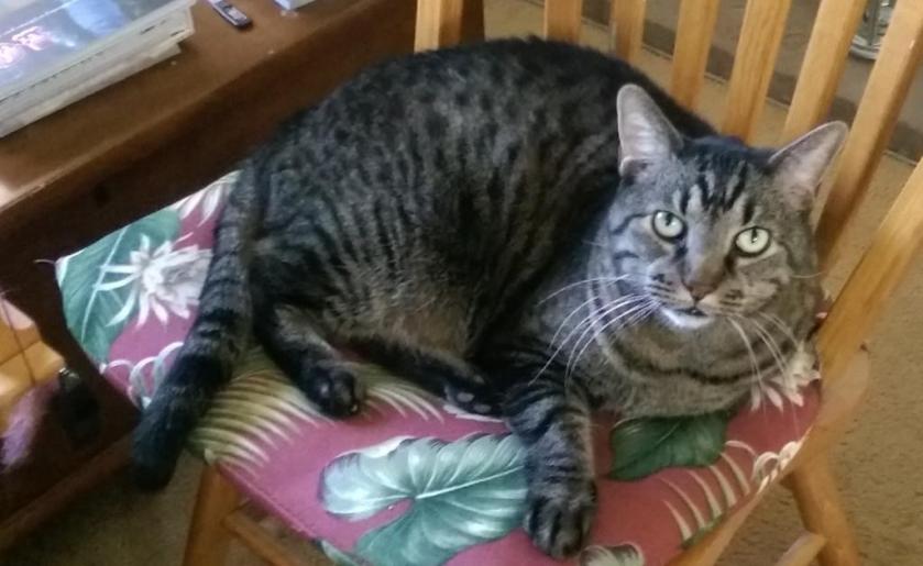 Cat on spinning chair