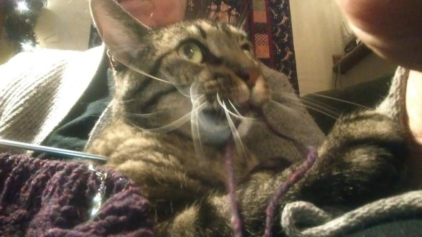 Cat chomping yarn.