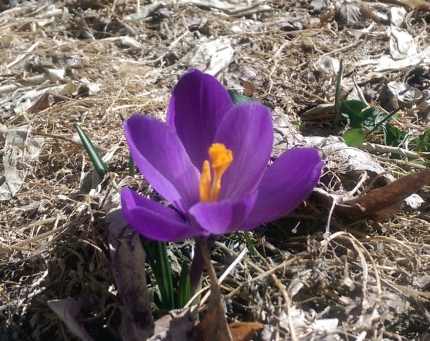 Crocus