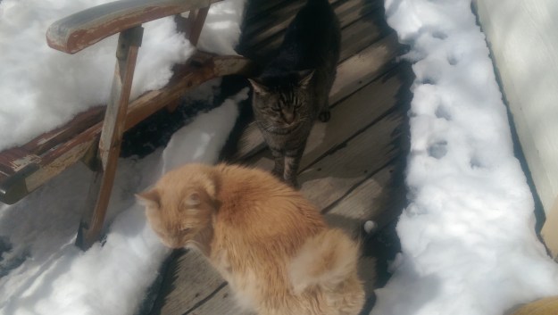 Cats