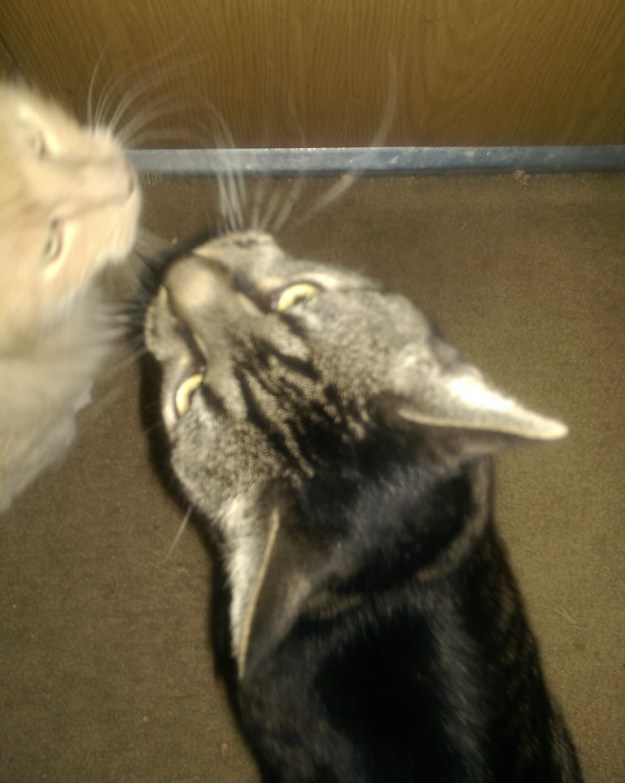 Cats at back door.