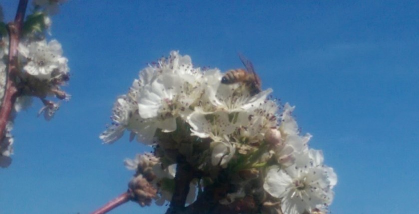 Bee on blooms.