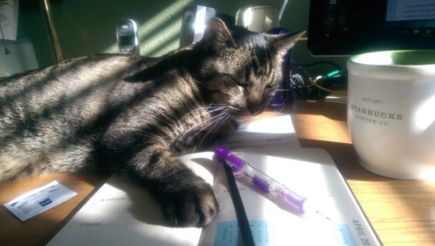 Cat at computer