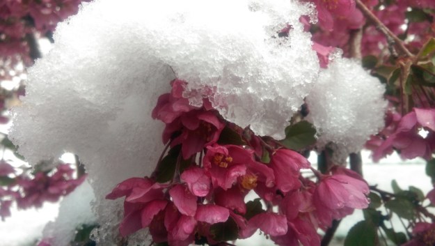 Snow on flowers