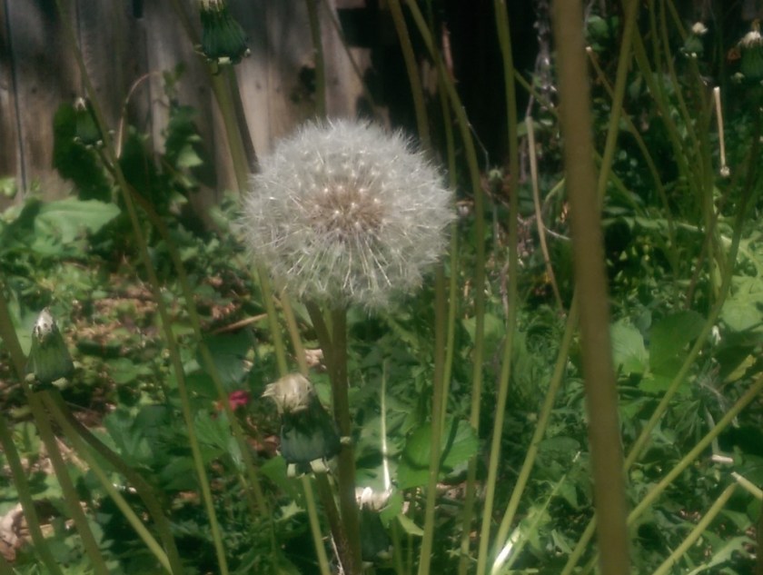 Dandelion Puff