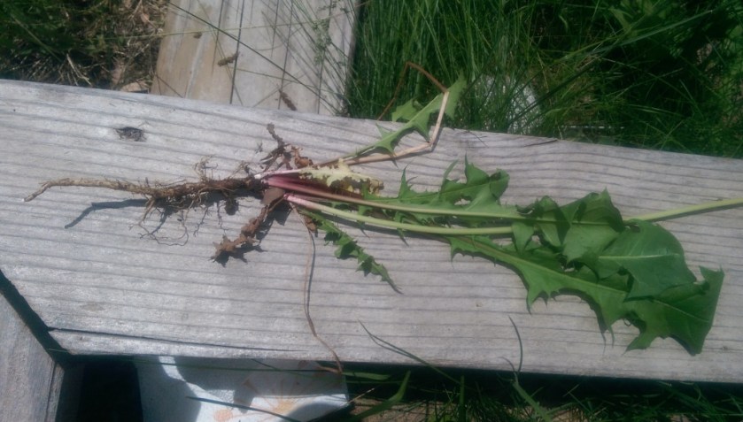 Dandelion root