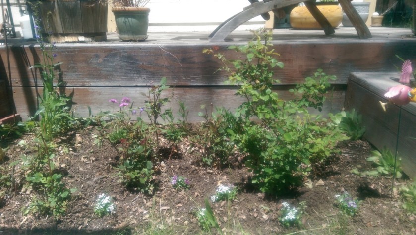 Finished Rose Garden