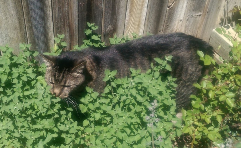 MacKenzie in Cat Mint