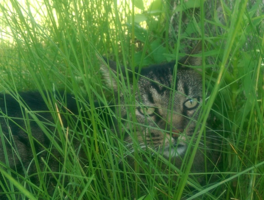 Cat in grass
