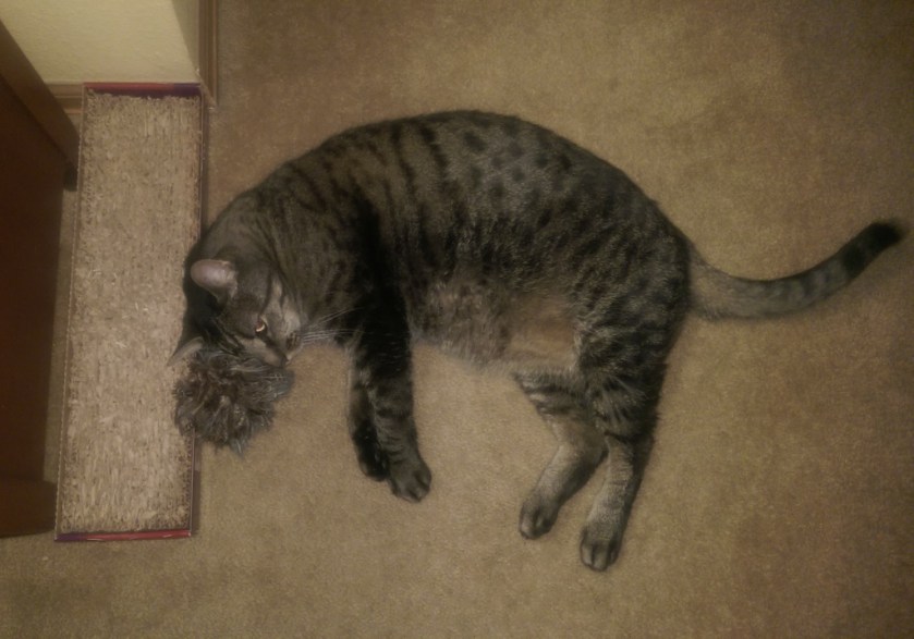 MacKenzie Waiting for Blanket