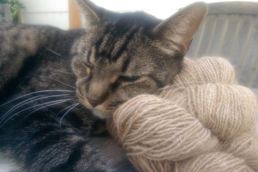 Oh. It's pretty comfy. Maybe dogs aren't that bad after all...