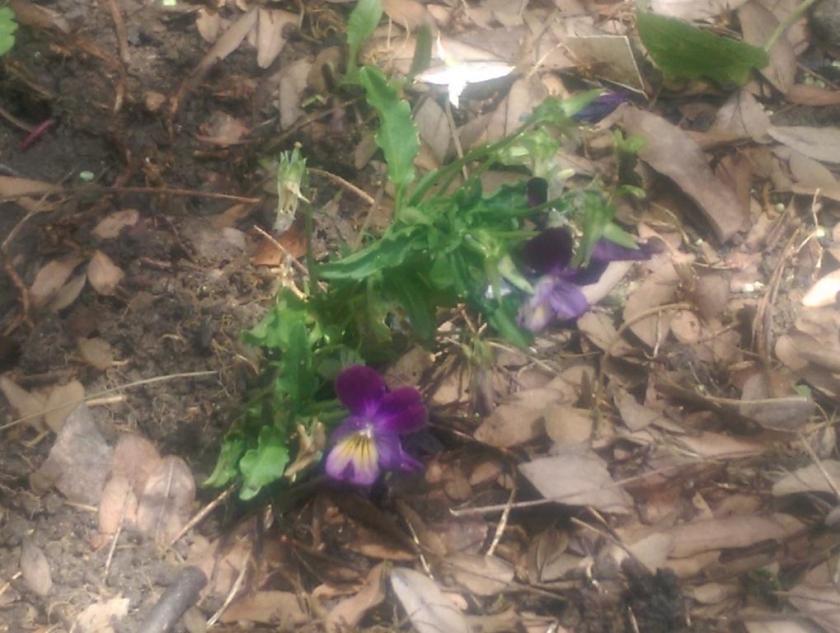 Flower in new location