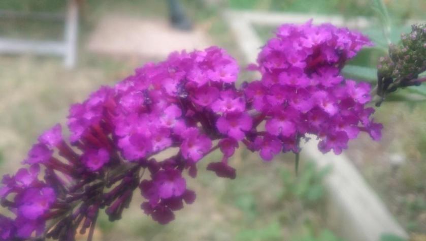 Butterfly bush