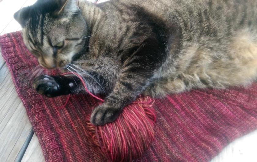 Yarn and cat