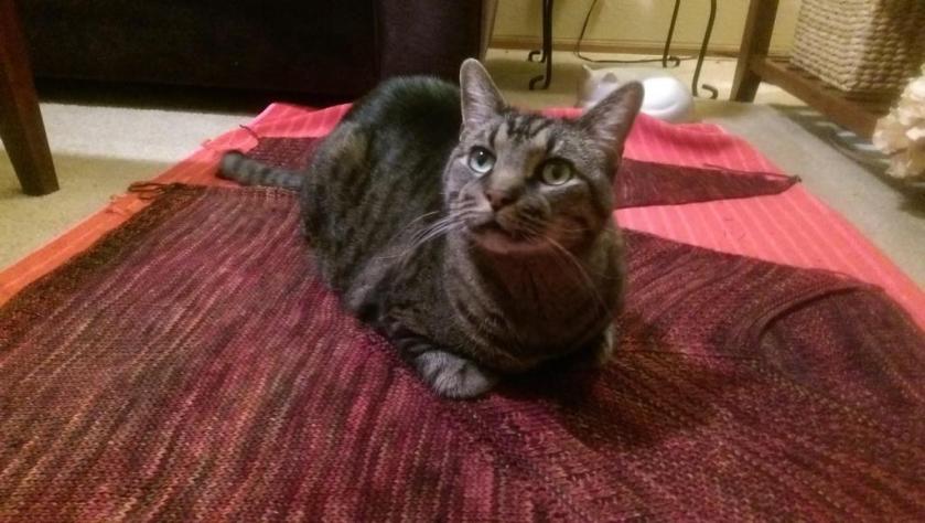 Cat on blocked sweater