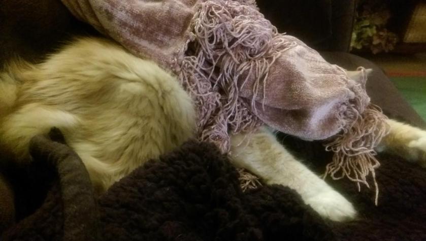 Hiding cat