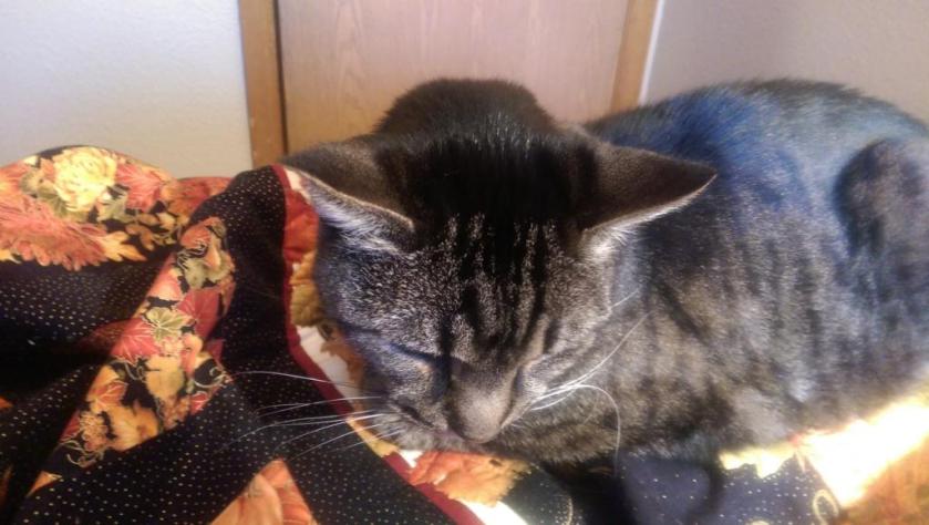 Cat on quilt.