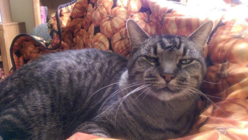 Cat helping sewing effort