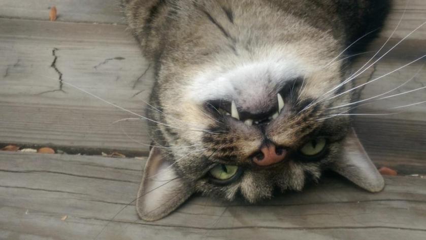 Cat face