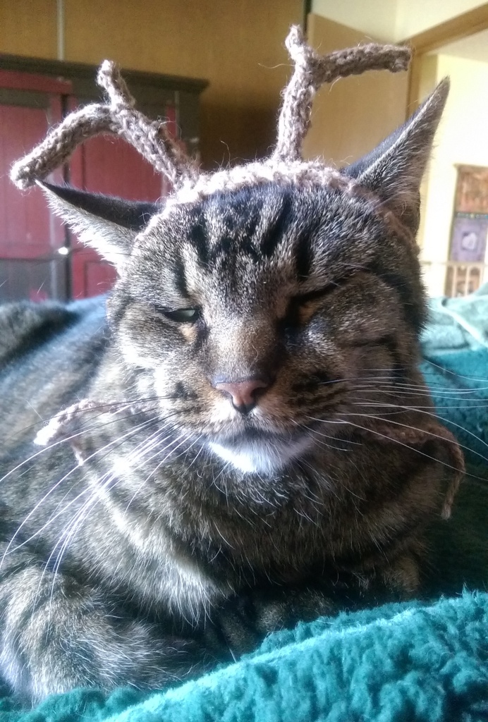 Cat with reindeer antler hat