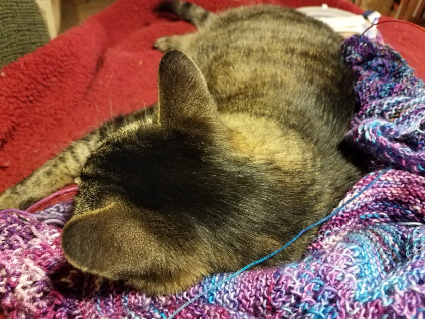 Cat sleeping on knitting