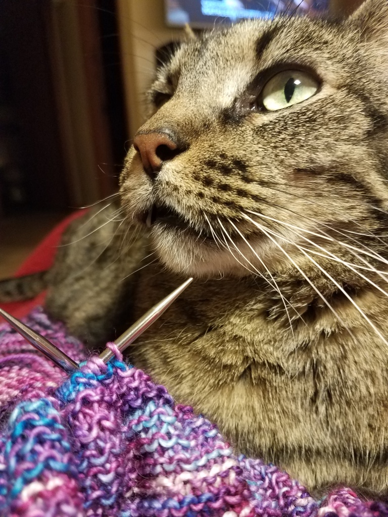 Cat  with knitting