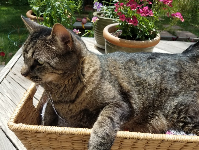 Cat in empty WIP basket.