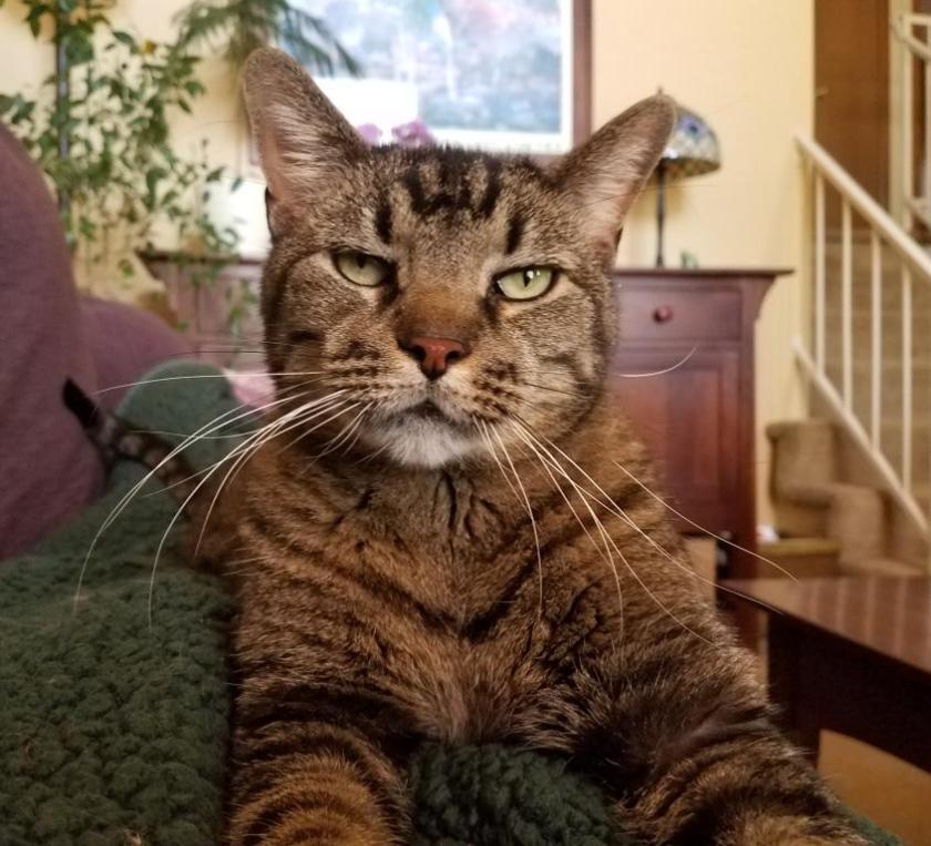 Handsome Cat