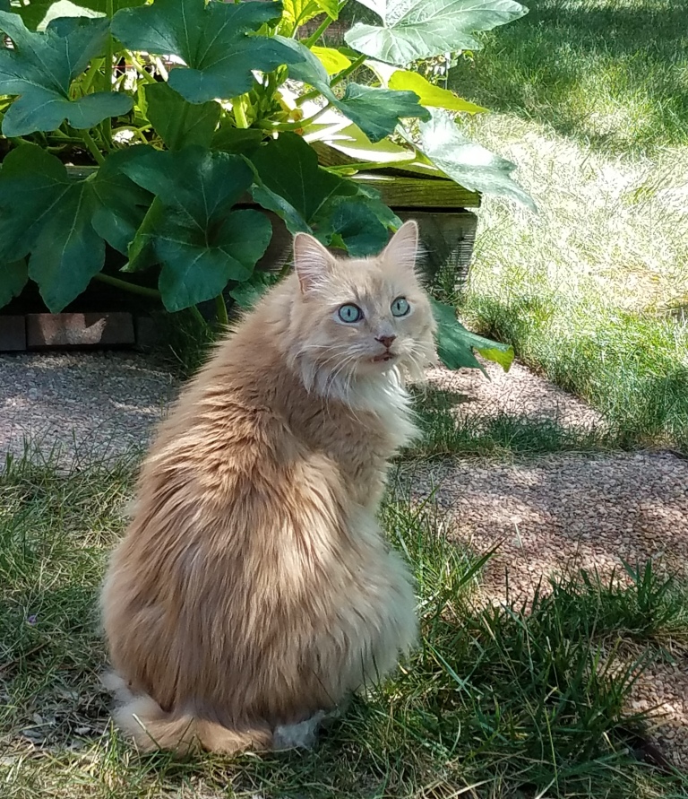 Maine Coon cat with a bob tail.