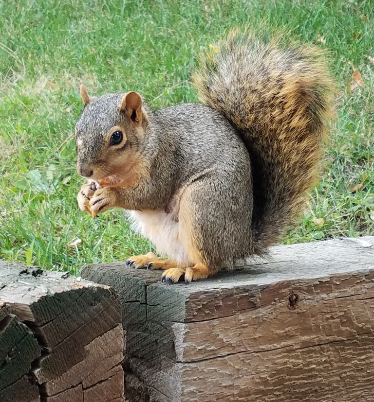 Squirrel
