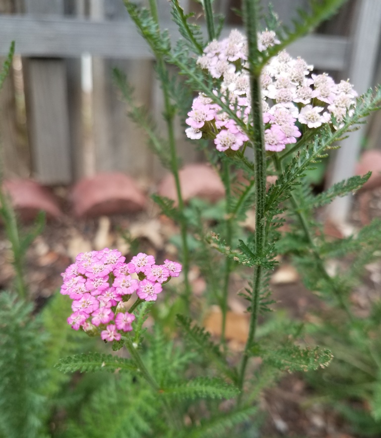 Yarrow