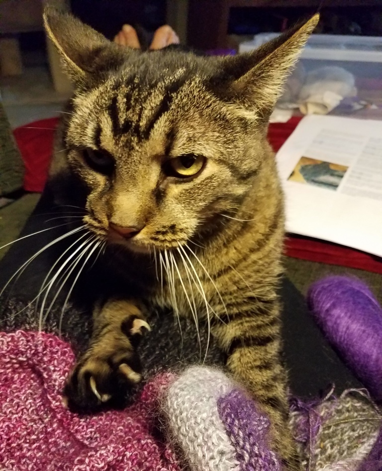 Cat kneading knitted item.