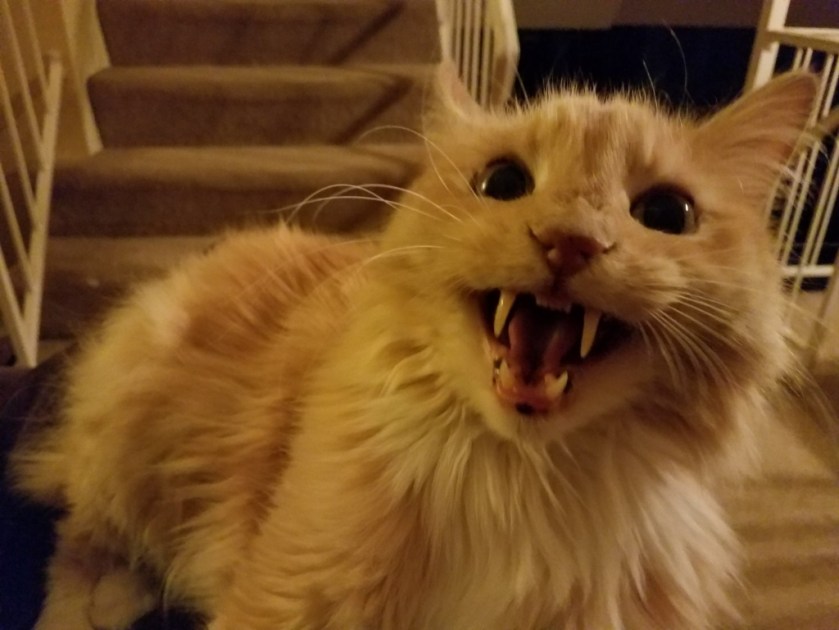 Vampire Kitty